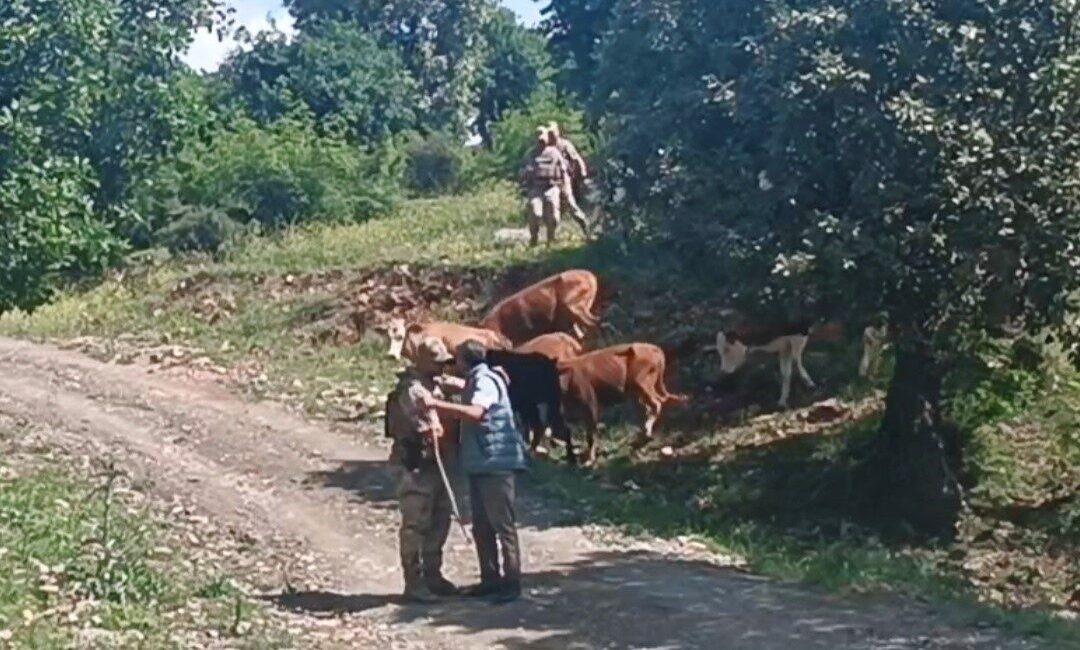 Batman’da kayıp 15 büyükbaş hayvan, jandarma tarafından bulundu Batman’ın Sason ilçesinde kaybolan 15 büyükbaş hayvan, jandarma tarafından bulunarak