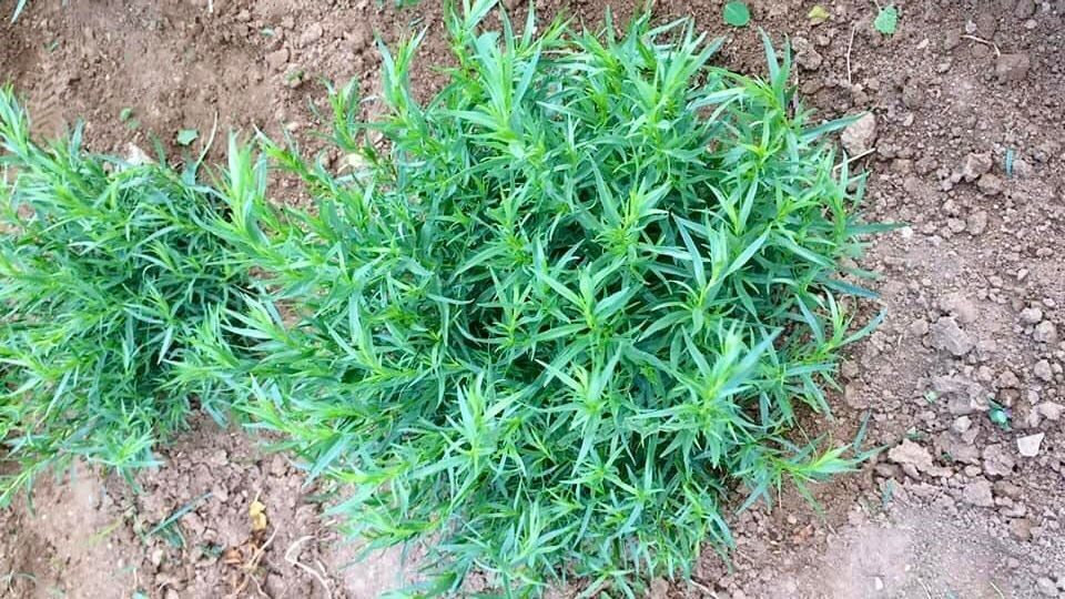 Bayburt tarhununa tescilli coğrafi işaret belgesi verildi Bayburt tarhunu için yapılan coğrafi işaret tescilinin ardından Bayburt’un yöresel