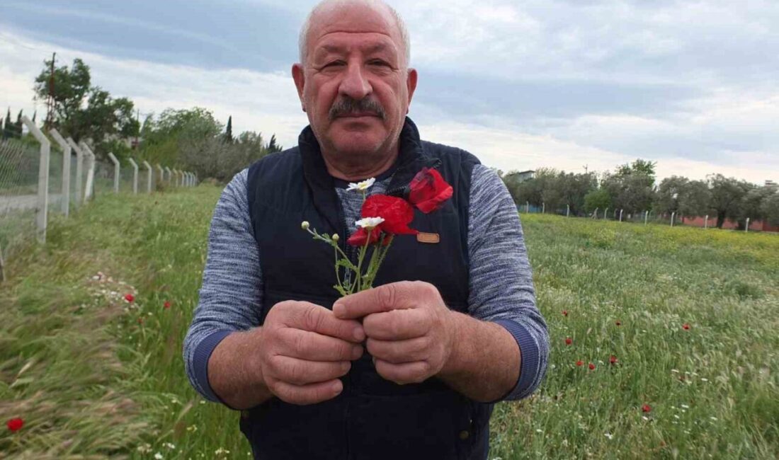 Burhaniye’de tarlalar gelincik açtı Burhaniye ilçesinde, baharın gelmesi ile birlikte kırlar yeşillenirken, bazı yerlerde