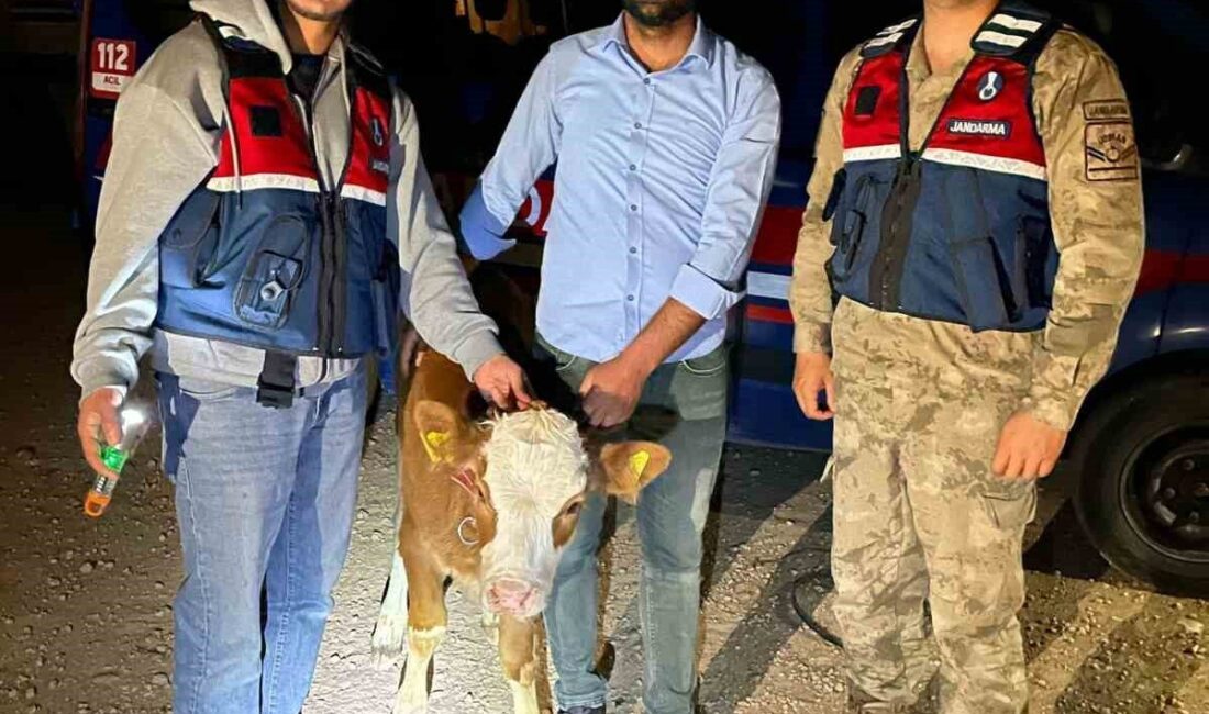 Çalınan 4 büyükbaş hayvan sahibine teslim edildi Şanlıurfa’da ahırdan çalınan 4 adet büyükbaş hayvan jandarma tarafından bulunarak