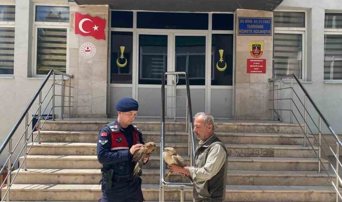 Doğada bulunan yaralı şahinler tedavi altına alındı Yozgat’ta yaralı halde bulunan iki şahin tedavi altına alındı. Çayıralan