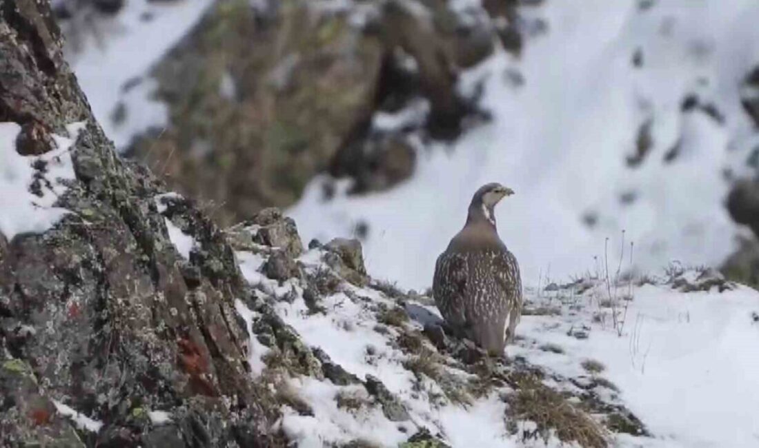 Dünyada nesli tükenmekte olan Ur kekliği İspir’de görüntülendi Dünyada nesli tükenmekte olan Ur kekliği Erzurum’un İspir ilçesinde görüntülendi.