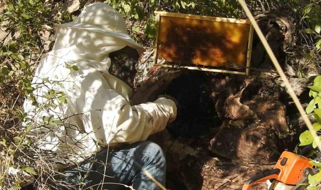 “Dünyanın en tatlı işi” bal avcıları Erzincan’da kovanlardan ayrılıp kuru ağaç gövdesi ve kayalıklara yuva yapan