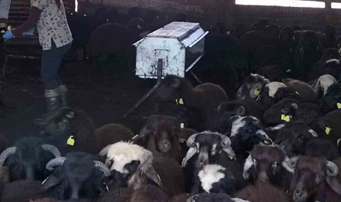 Elazığ’da aşılama ve küpeleme çalışmaları sürüyor Elazığ’da küçükbaş hayvanlara aşı ile küpeleme çalışması sürüyor. Karakoçan İlçe