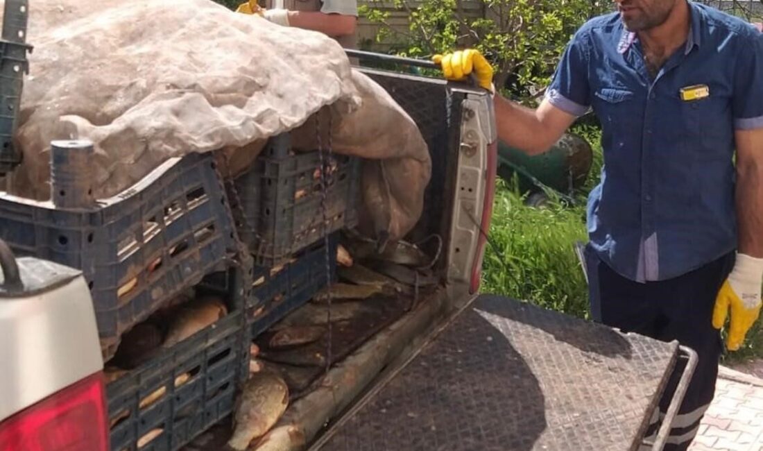 Elazığ’da kaçak avlanan 700 kilogram balık ele geçirildi Elazığ’da kaçak avlandığı tespit edilen 700 kilogram balık ele geçirildi.