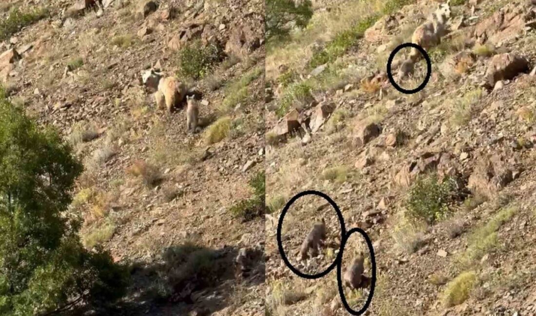 Erzincan’da anne ayı ve 3 yavrusu görüntülendi Erzincan’ın Kemaliye ilçesi kırsalında kış uykusundan uyanan anne ayı ve