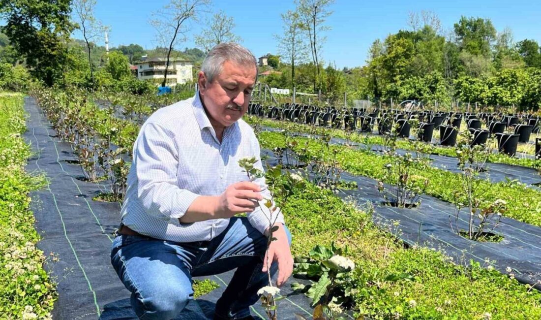 Eski başkanın “şifa bahçesi”: Siyasi yorgunluğu tıbbi aromatik bitkilerle atıyor Ordu’nun Fatsa ilçesinde 3 dönem belediye başkanlığı yapan Hüseyin Anlayan,