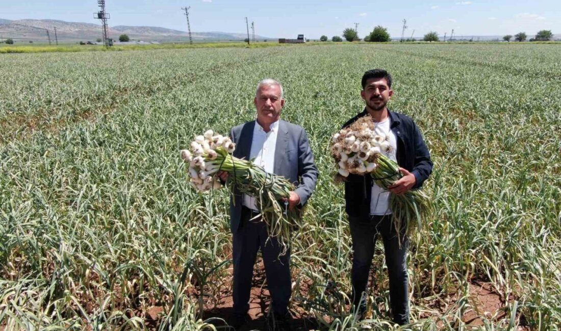 Gaziantep’te AB tescilli Araban sarımsağının hasadı başladı Türkiye’nin sarımsak üretiminin yüzde 22’sinin yapıldığı Gaziantep’in Araban ilçesinde sarımsak