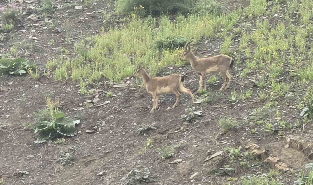 Hakkari’de dağ keçileri kara yoluna indi Hakkari-Van kara yoluna inen dağ keçileri, vatandaşlar tarafından ilgiyle izlendi.