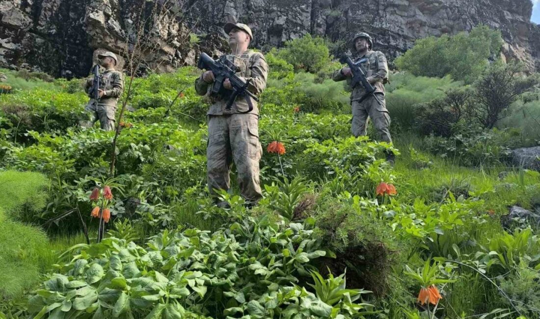 Jandarmadan ters lalelere sıkı koruma Hakkari İl Jandarma Komutanlığı, sorumluluk alanındaki ters laleleri korumaya devam