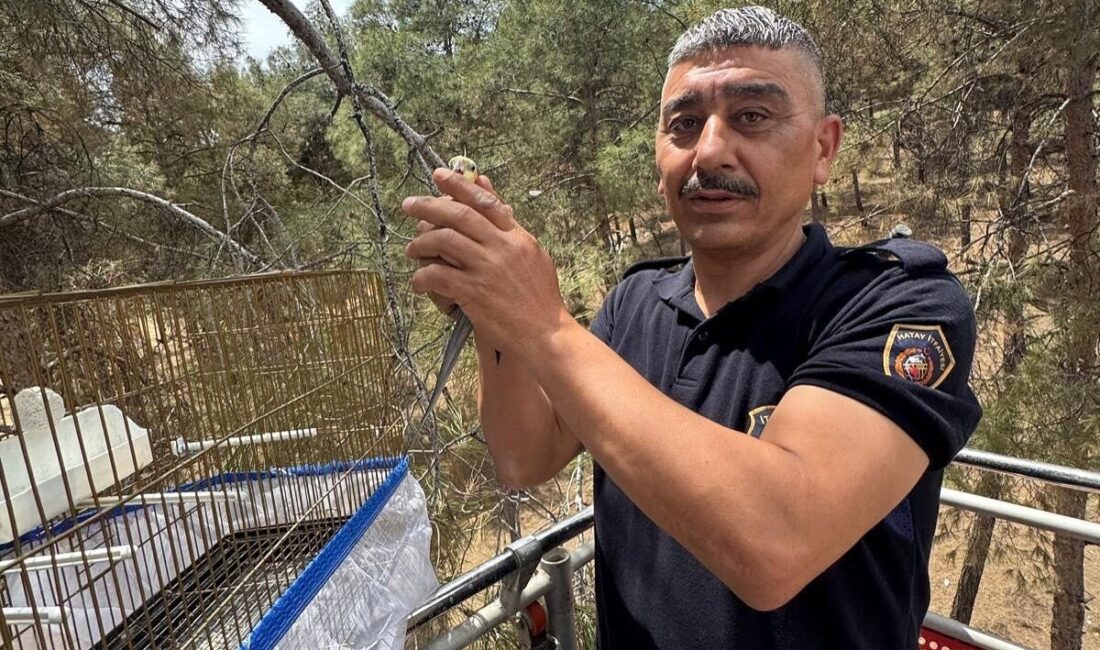 Kafesinden kaçan muhabbet kuşunu itfaiye yakaladı Hatay’da kafesinden kaçarak ağaçta mahsur kalan muhabbet kuşunu itfaiye ekipleri