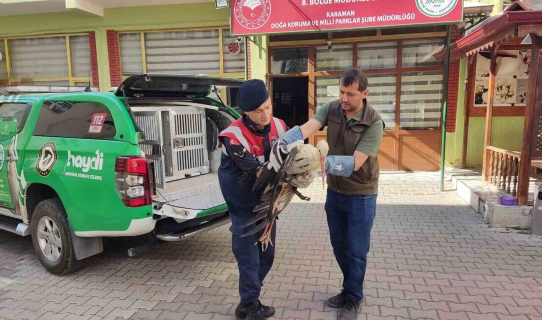 Karaman’da yaralı leylek koruma altına alındı Karaman’da jandarma tarafından yaralı halde bulunan leylek, Doğa Koruma ve