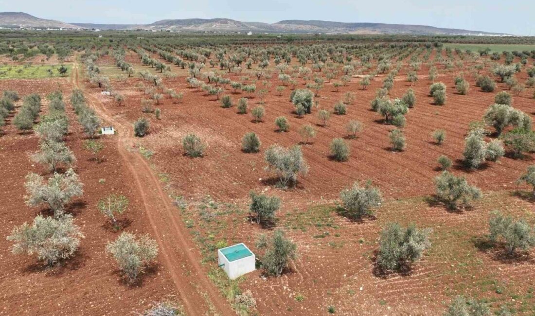 Kilis’te atık sular can suyuna dönüşüyor Devlet Su İşleri Genel Müdürlüğünün (DSİ) Kilis’te tamamladığı proje ile