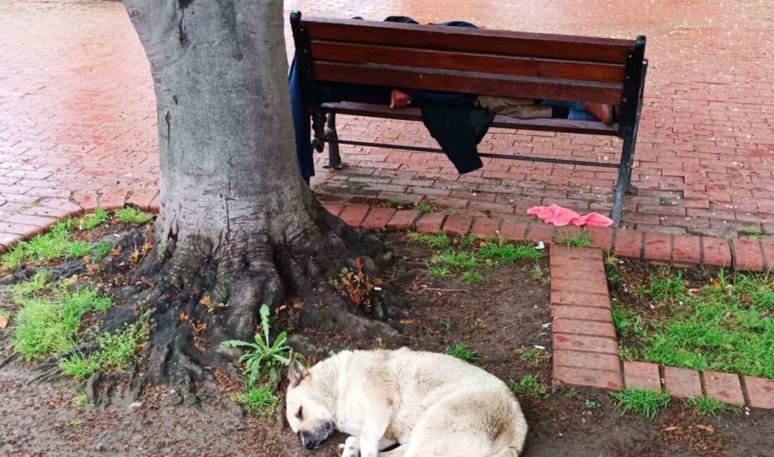 Köpeğin sadakati: Bankta uyuyan adamı yalnız bırakmadı Samsun’da, bankta uyuyan bir adamın başından ayrılmayan köpek, görenlere duygusal