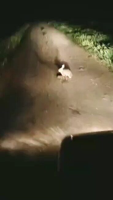 Korkmadı, kaçmadı… “Ana yüreği korku tanımaz” Tekirdağ’ın Süleymanpaşa ilçesinde yol ortasında yavrularını emziren bir tavşan, yaklaşan
