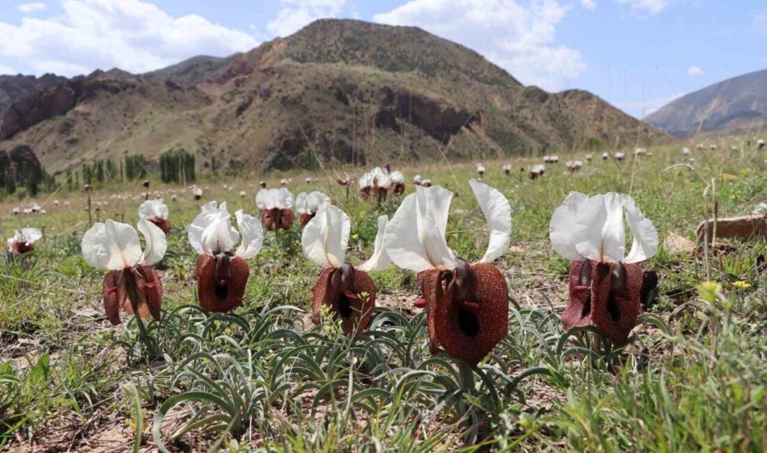 Kurt kulağı çiçekleri açtı Erzurum’un Oltu ilçesinde, yörenin endemik bitkilerinden olan İris Iberica, halk