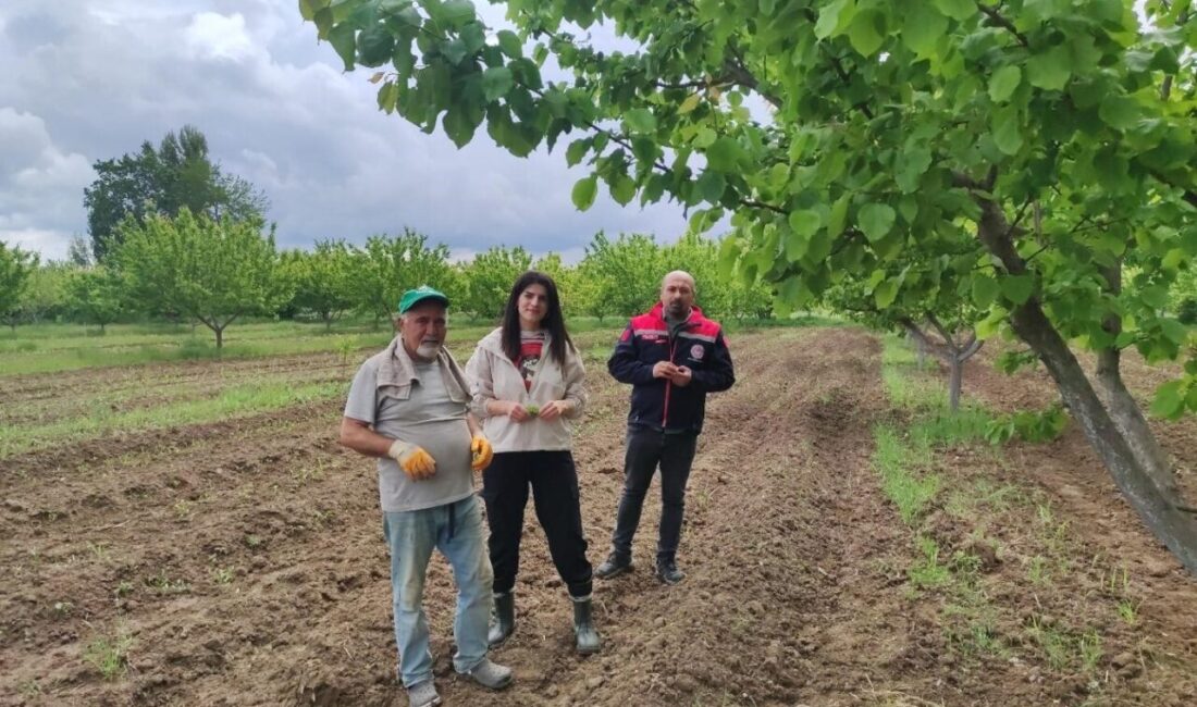 Mühendisler kayısı hastalıkları ve zararlılarına ilişkin gözlemde bulundular Erzincan Bahçe Kültürleri Araştırma Enstitüsü Müdürlüğünde görevli mühendisler Iğdır’da kayısı