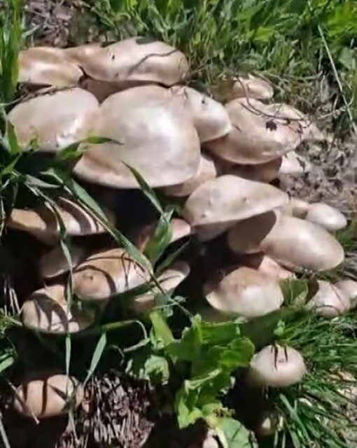 Munzur Dağları’nda mantar tarlasına denk geldi Tunceli’de Mahmut Utan, doğa gezisi için çıktığı Munzur Dağları’nda 62