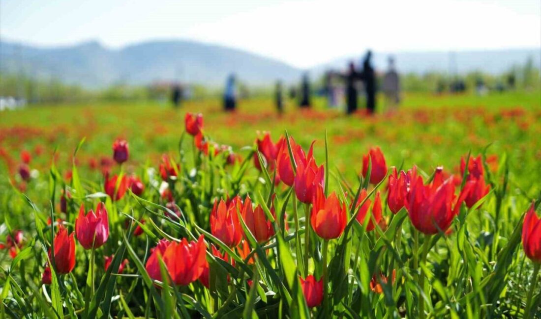 Muş’ta 20 günlük “lale devri” başladı Muş’ta doğal olarak yetişen ve endemik bir tür olan Muş
