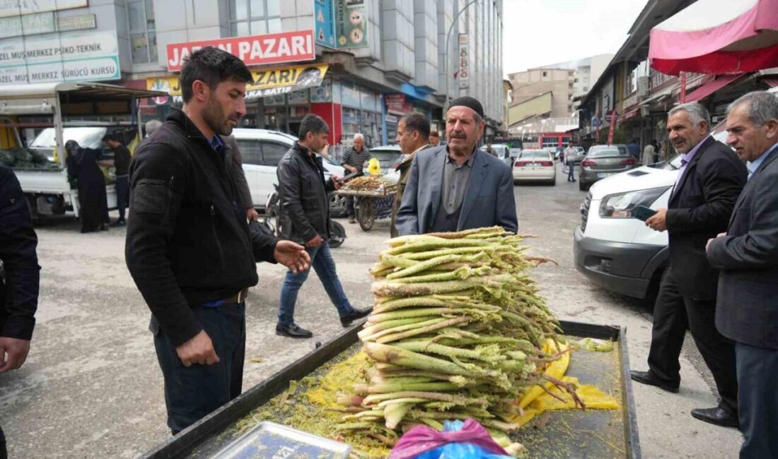 Muş’ta ’yayla muzu’ tezgahlarda yerini aldı Muş’un dağlarından gelen şifa kaynağı olarak kabul edilen ışkın bitkisi,