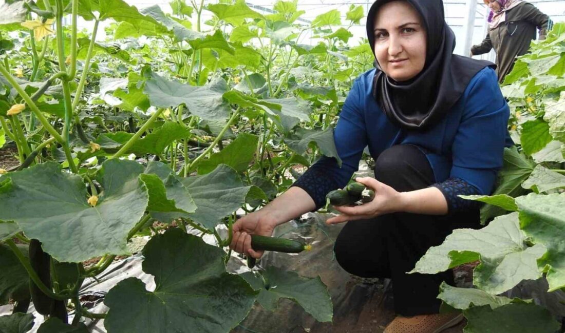 Seracı kadınlar günlük 500 kilo ürün alıyor Gaziantep’in Yavuzeli ilçesinde hayata geçirilen proje kapsamında eğitim aldıkları seralarda