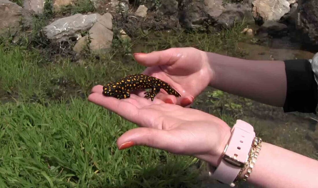 Siirt’te nesli tükenme tehlikesi altında olan benekli semender görüntülendi Siirt’in Şirvan ilçesinde nesli tükenme tehlikesi altında olan benekli semender