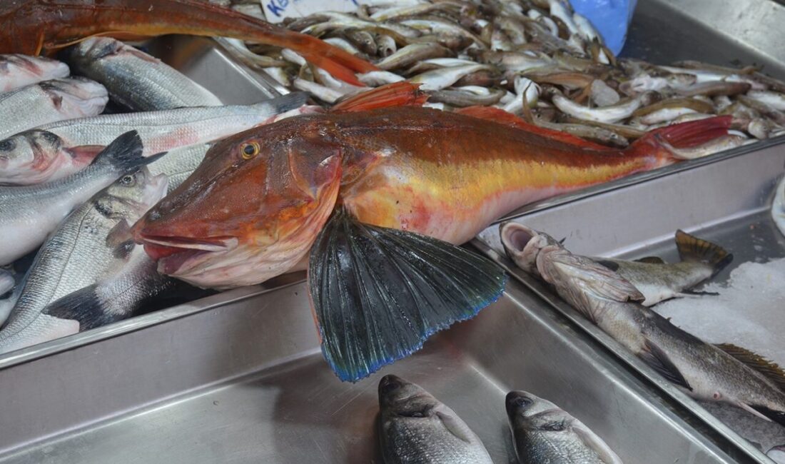 Sinop’ta 5 kiloluk kırlangıç balığı yakalandı Sinop’ta balıkçılar tarafından 5 kilogramlık kırlangıç balığı yakalandı. Kırlangıç, vatandaşlar
