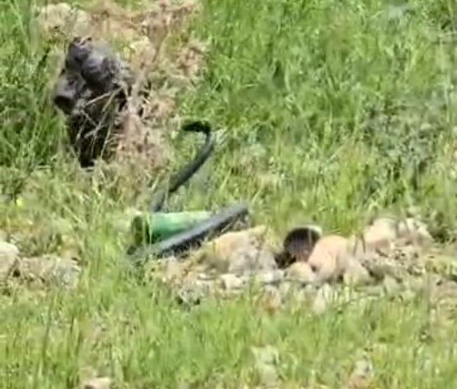 Şırnak’ta odun almaya giden kadın 2 metre uzunluğunda yılan gördü Şırnak’ta odun almaya giden kadın, yaklaşık 2 metre uzunluğunda yılan