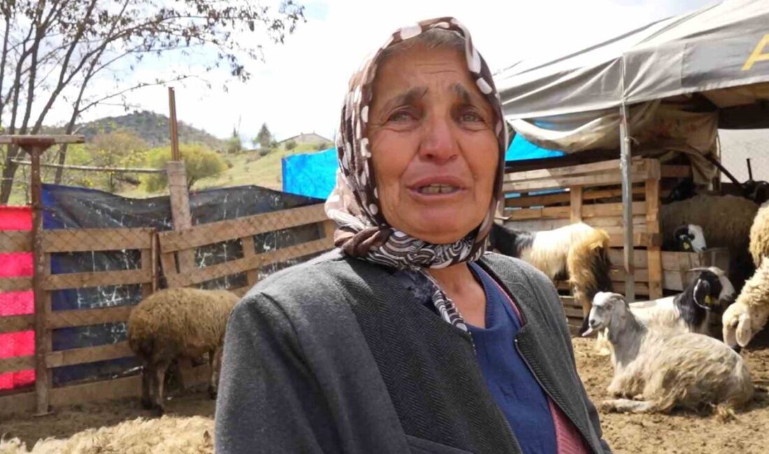 Sürüsünü kurtlara kaptıran kadın gözyaşlarını tutamadı: “Hepsi evladım gibiydi” Kırıkkale’nin Bahşılı ilçesinde kurtların saldırısına uğrayan küçükbaş sürüsünde 24 hayvan