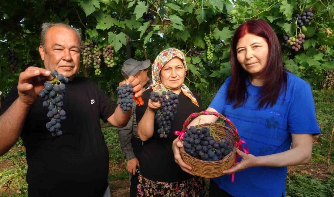 Turfanda ’Siyah İnci’ hasadı başladı Türkiye’nin yaş sebze ve meyve üretiminde ilk sıralarda yer alan