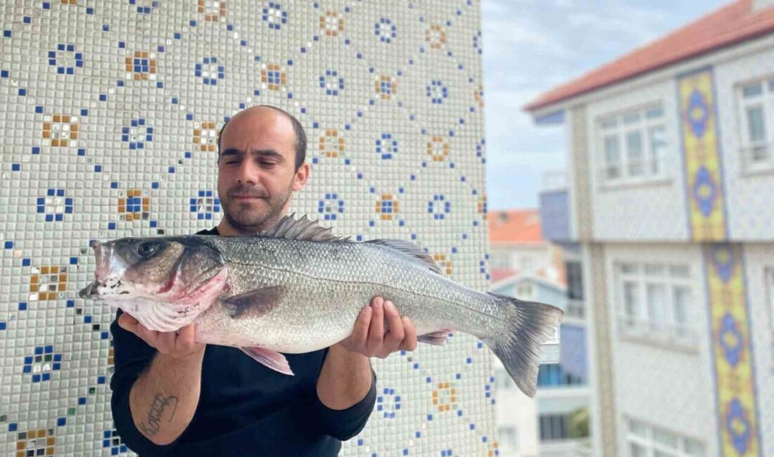 Türkeli’de 7,5 kiloluk dev levrek yakalandı Sinop’un Türkeli ilçesi Lazburnu mevkii açıklarında balık avına çıkan sportif