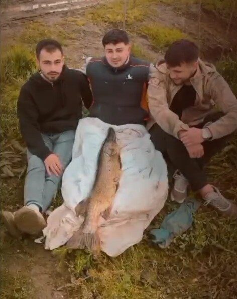 Tuttuğu 14 kiloluk turnayı bebek gibi kucağında salladı Tokat’ın Turhal ilçesine bağlı Çaylı köyündeki gölette balık tutan Celil