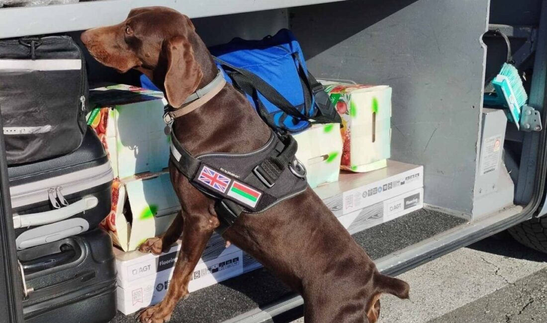 X-Ray kontrolü sırasında, beyan edilmemiş 351 bin 620 euro dedektör köpekten kaçamadı Edirne Kapıkule Sınır Kapısı’nın diğer tarafında bulunan Kapitan Andreevo gümrüğüne