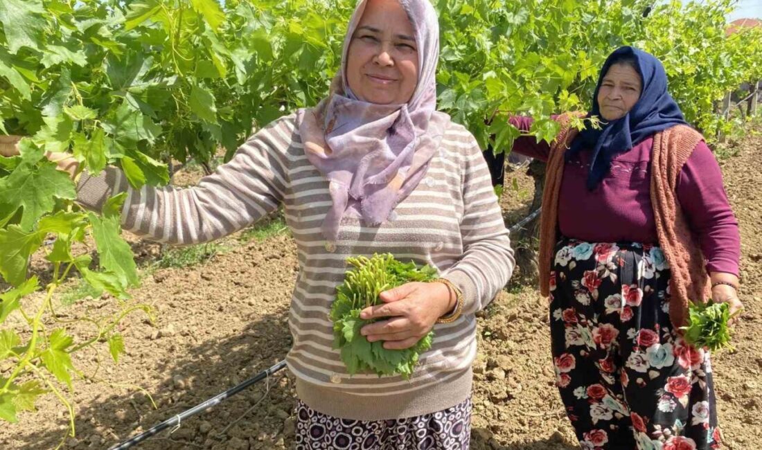 Yaprağı meyvesinden daha çok kazandırıyor Manisa’nın Alaşehir ilçesinde, dünyaca ünlü Sultaniye üzümünün hasat dönemi yaklaşırken,