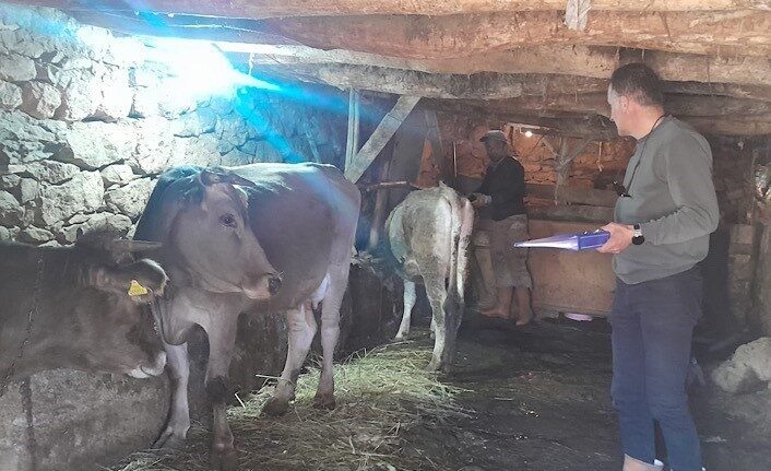 Yüksekova’da hayvanları kimliklendirme ve aşılama çalışması HAKKARİ (İHA) – Hakkari’nin Yüksekova İlçe Tarım ve Orman Müdürlüğüne