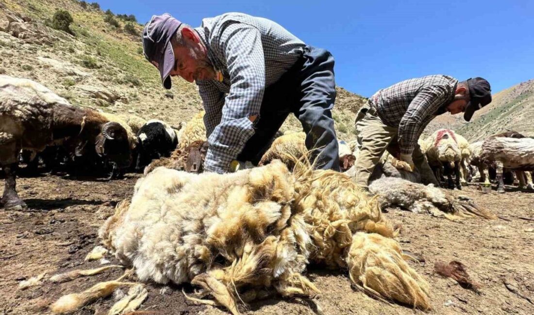 Erzincan’da çetin geçen kışın ardından havaların aşırı ısınmasıyla beraber koyunların