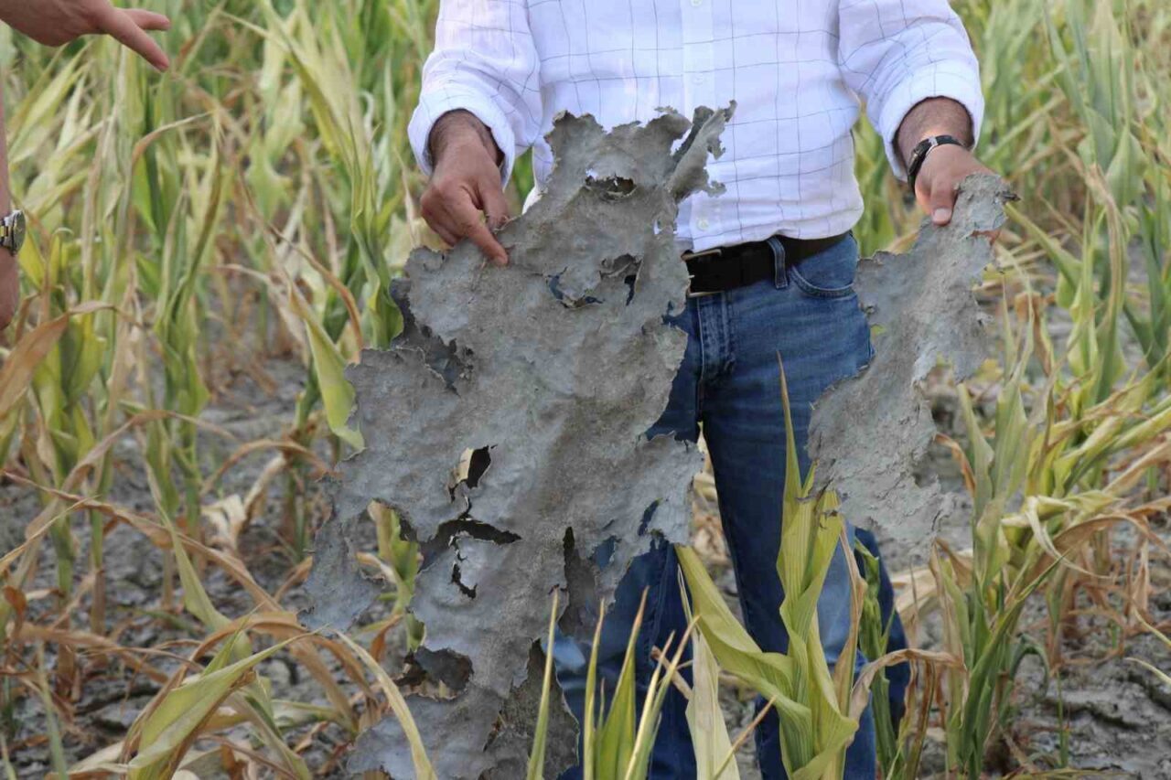 Denizli’de mahsulü kuruyan çiftçilerin şikayeti üzerine yapılan araştırmada, Denizli Büyükşehir