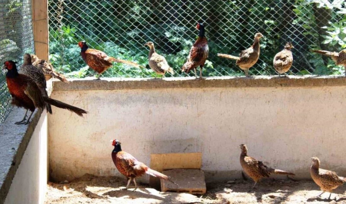 Samsun’da 3 yılda yetiştirilen yaklaşık 20 bin sülün, ülke genelindeki