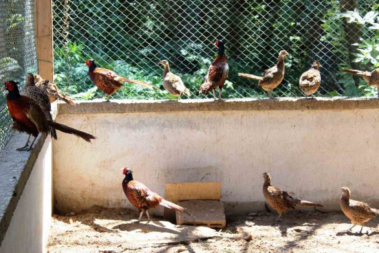 Samsun’da 3 yılda yetiştirilen yaklaşık 20 bin sülün, ülke genelindeki