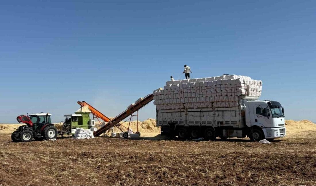 Diyarbakır Ovası’nda hububat hasadı sürerken samancılar da aşırı sıcaklar altında