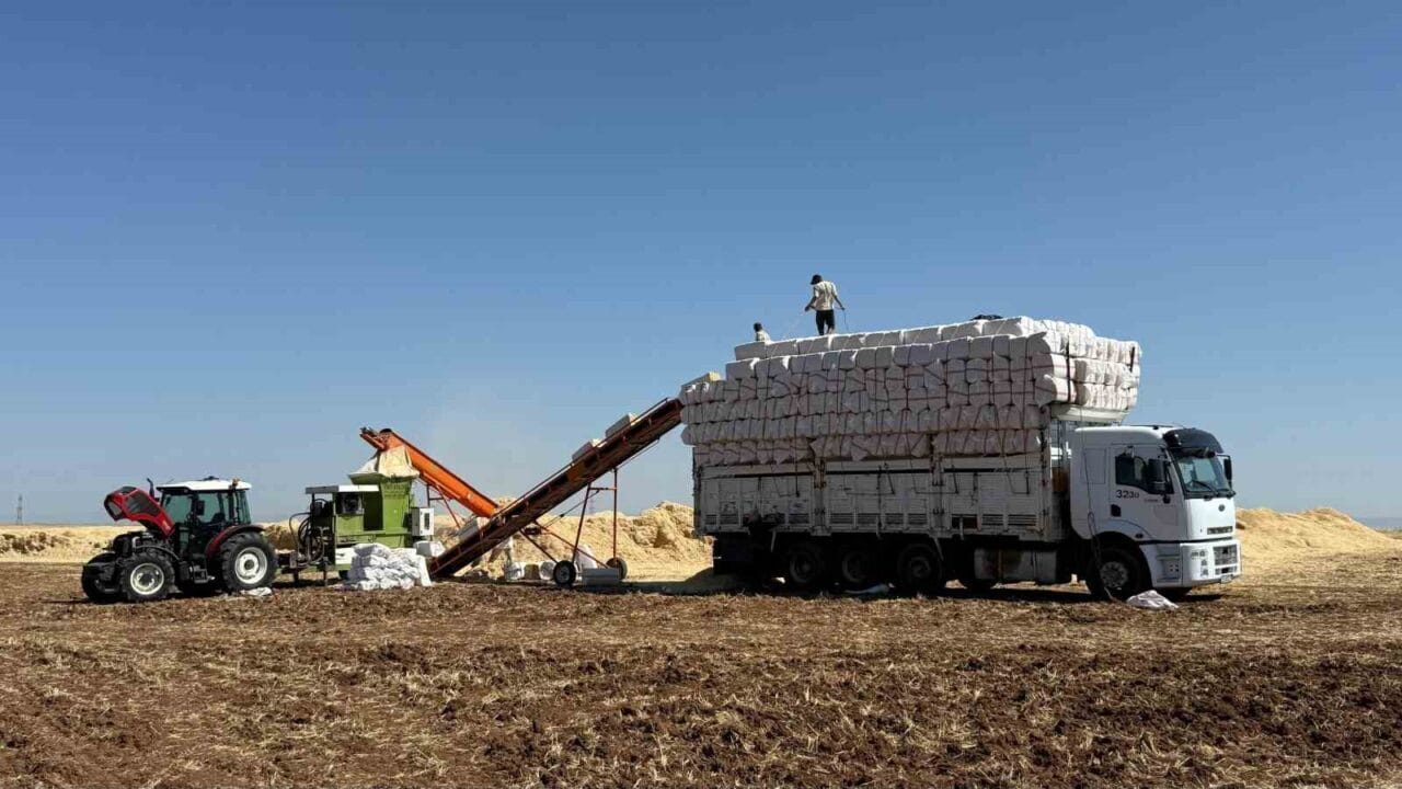 Diyarbakır Ovası’nda hububat hasadı sürerken samancılar da aşırı sıcaklar altında