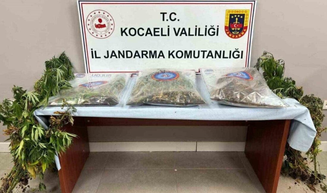 Kocaeli’de 3 ilçede yapılan operasyonda 556 kök kenevir, 5 kilo