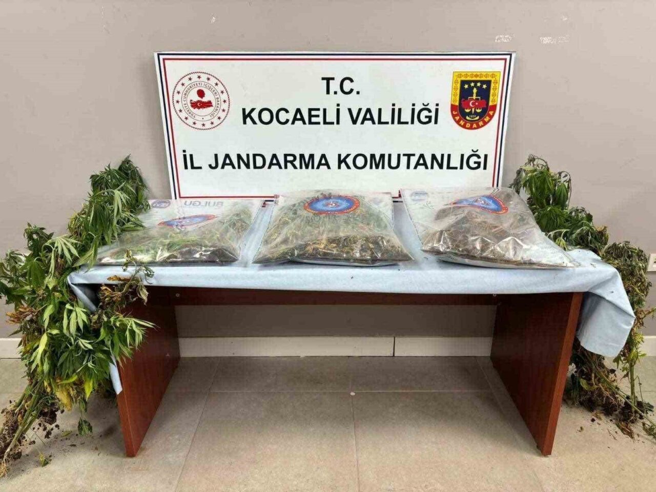 Kocaeli’de 3 ilçede yapılan operasyonda 556 kök kenevir, 5 kilo