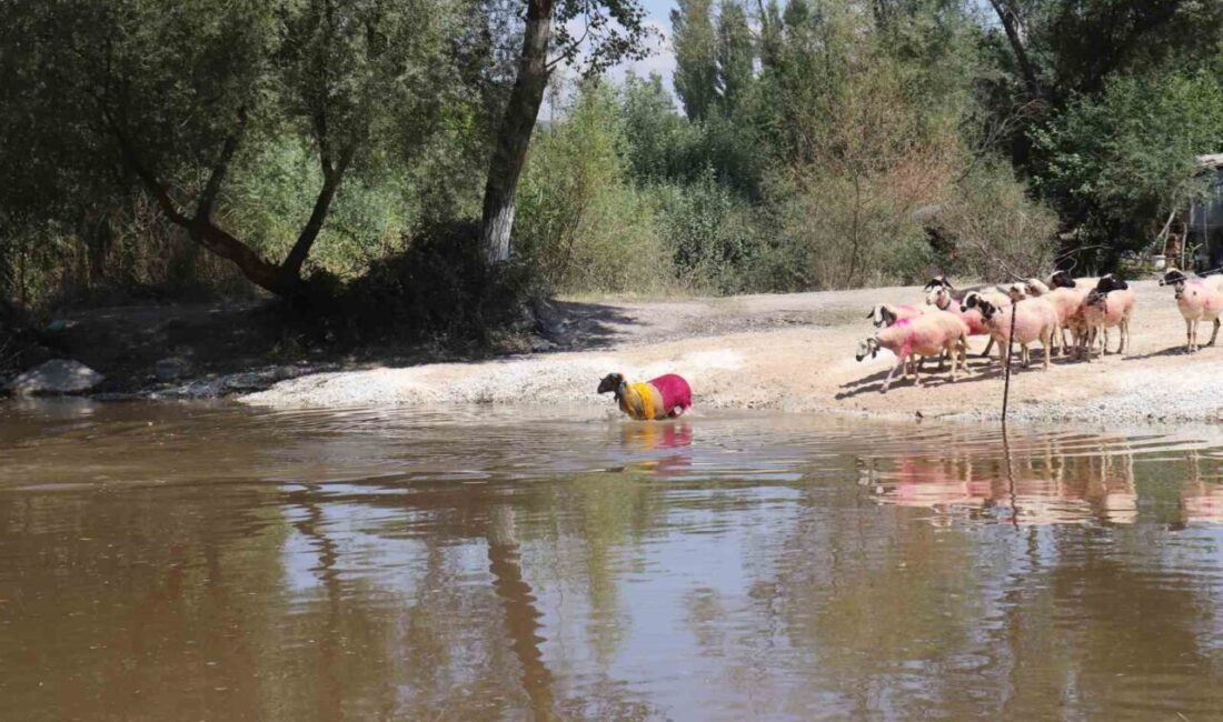 Denizli’nin Çal ilçesinde 852 yıllık sudan koyun geçirme ve çoban
