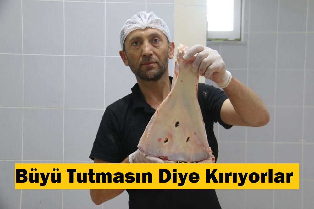 Selçukludan günümüze kadar devam eden gelenekle beraber küçükbaş hayvanlardan çıkan