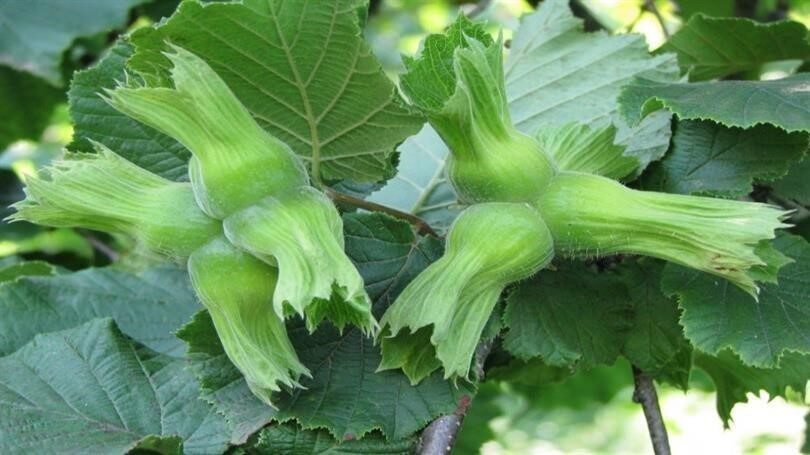 DÜZCE (İHA) – Düzce’den yılın ilk yarısında Avrupa Birliği (AB)