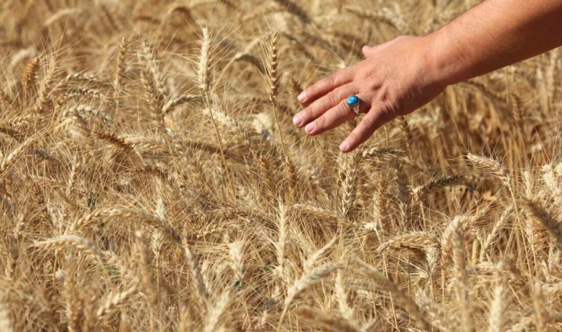 Amerika Birleşik Devletleri Tarım Bakanlığı Dış Tarım Servisine göre, Türkiye’nin