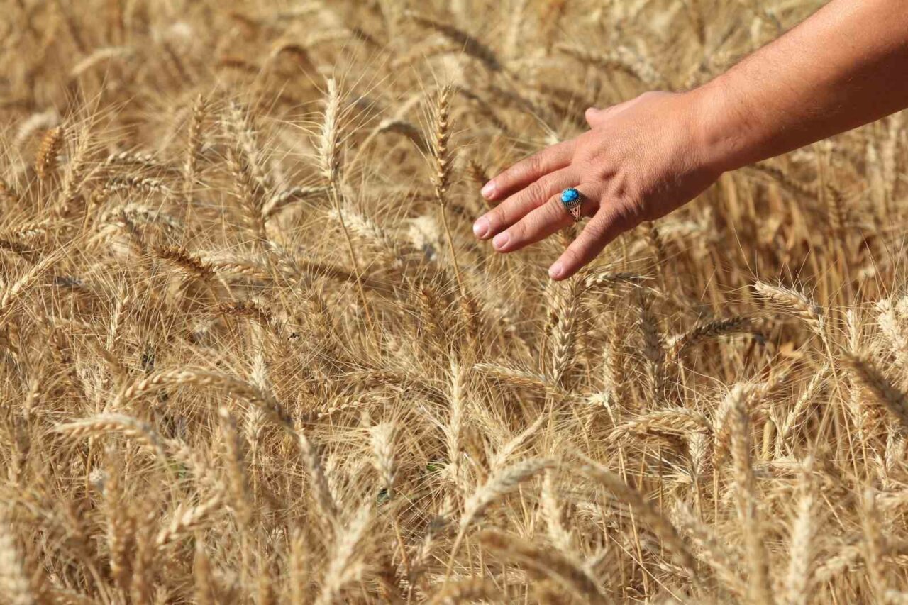 Amerika Birleşik Devletleri Tarım Bakanlığı Dış Tarım Servisine göre, Türkiye’nin