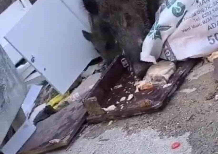 Hatay’da yiyecek aramak için şehre inen domuz ve yavruları cep