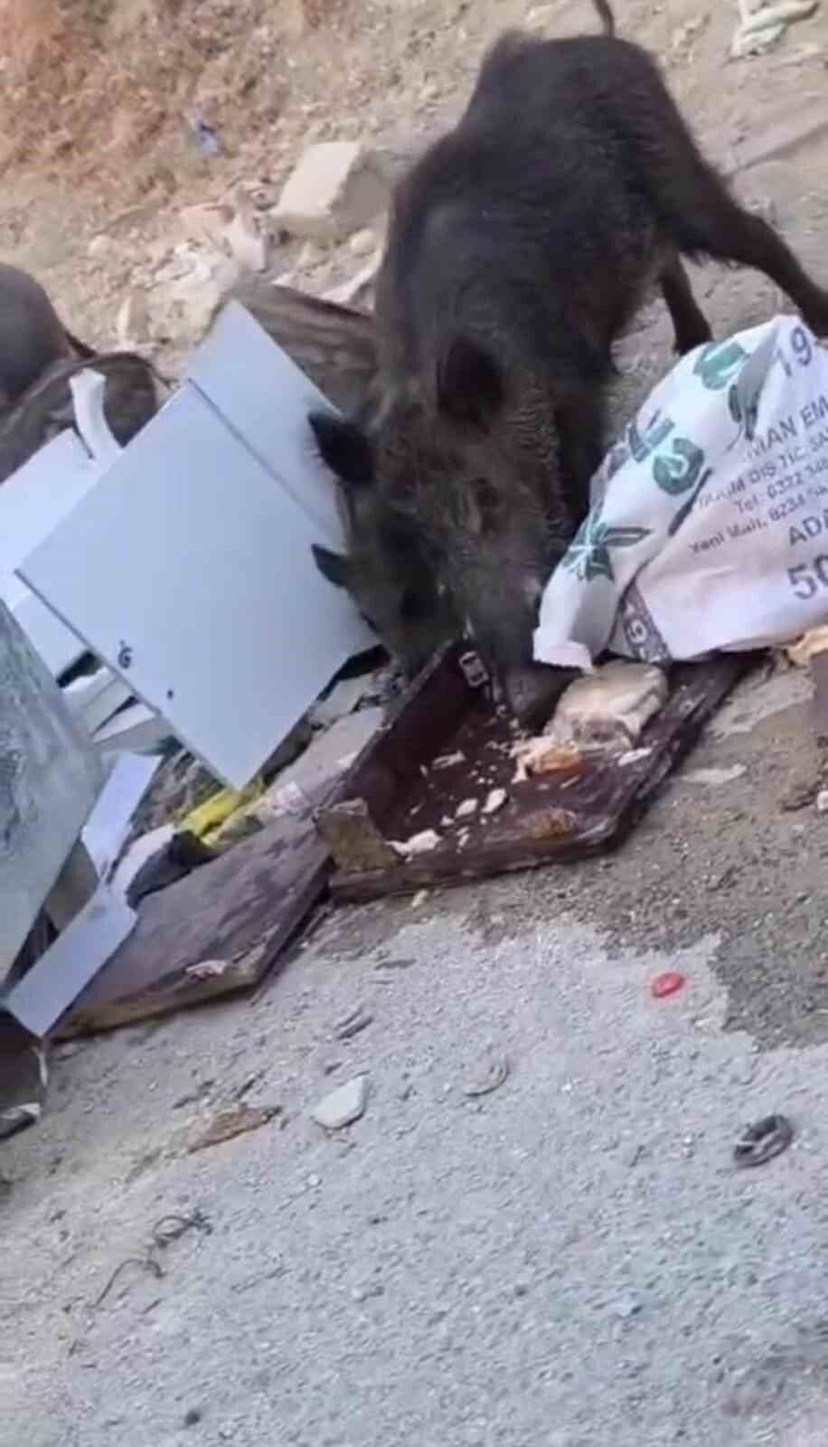 Hatay’da yiyecek aramak için şehre inen domuz ve yavruları cep